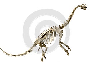 Europasaurus isolated