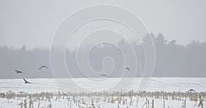 Europe. crows fight for prey in flight. Wild Bird Common Raven - Corvus Corax In Flight above snowy winter field. Slow