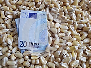 Europe, maize producing zone, dry corn grains and european banknote of twenty euro
