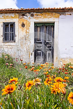 Wildflowers growing in rural Portugal photo