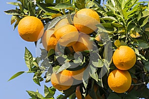 EUROPE PORTUGAL DOURO ORANGE PLANTATION