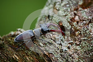 Europe& x27;s largest beetle Lucanus cervus. Big beetle on old tree. Stag beetle from Western Europe
