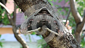 Europe`s largest moth Saturnia pyri