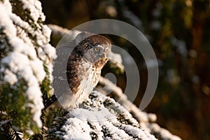Europe smallest owl Eurasian Pygmy Owl, Glaucidium passerinum, sitting on a frosty branch