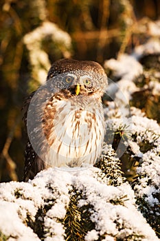 Europe smallest owl Eurasian Pygmy Owl, Glaucidium passerinum, sitting on a frosty branch