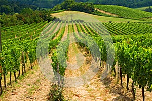 Europe Vineyard Rows