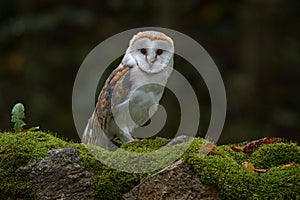 Europe wildlife nature. Owl on red meadow grass. Barn Owl, Tyto alba, flight above orange grass in the morning. Wildlife bird