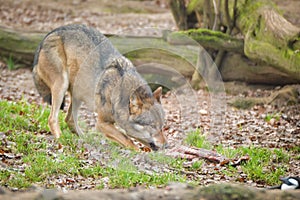 An Europe wolf is eating his meet