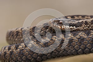 European Adder