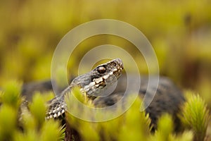 European Adder