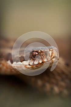 European Adder