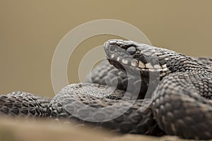 European Adder photo