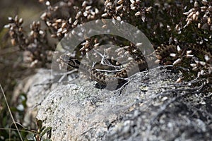 European adder, viper, Vipera berus. set against rock and heather