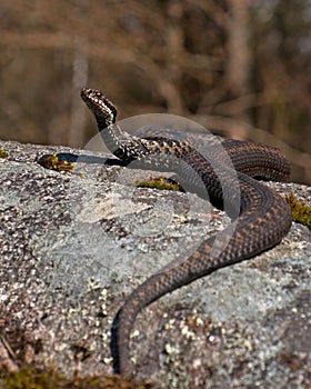 European adder Vipera berus