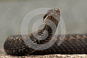 European adder Vipera berus