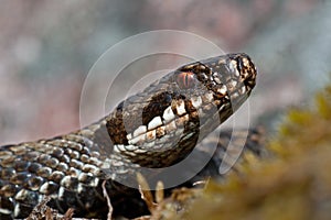 European adder Vipera berus