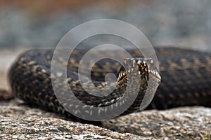 European adder Vipera berus