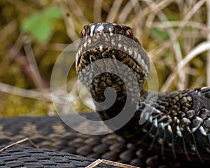 European adder Vipera berus female