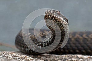 European adder Vipera berus female