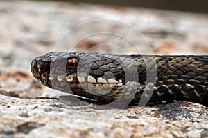 European adder Vipera berus female