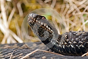 European adder Vipera berus female