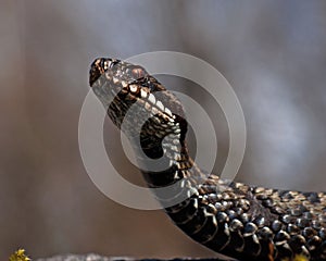 European adder Vipera berus female