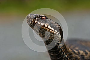 European adder Vipera berus female