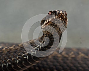 European adder Vipera berus female