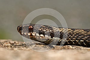 European adder Vipera berus female