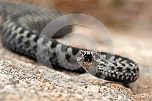 European adder Vipera berus male