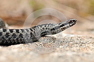 European adder Vipera berus male