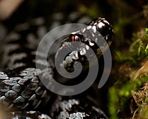 European adder Vipera berus male