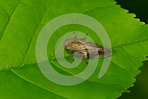 European Alder Spittle Bug - Aphrophora alni