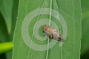 European Alder Spittle Bug - Aphrophora alni