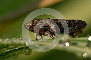 European Alder Spittle Bug - Aphrophora alni.