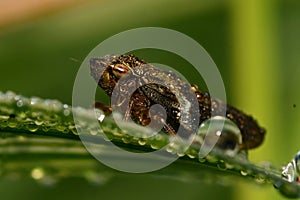 European Alder Spittle Bug - Aphrophora alni.