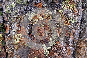 European alps rock with lichen. natural background