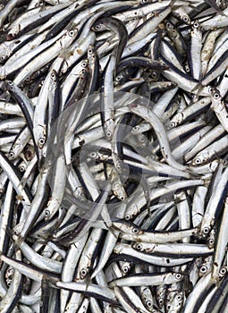 The European anchovy