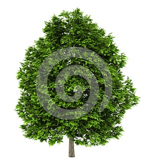 European ash tree isolated on white