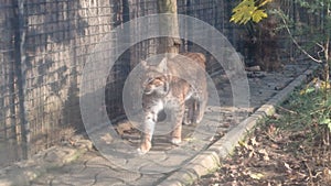 European asian lynx - mountain feline at zoo