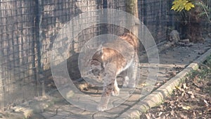 European asian lynx - mountain feline at zoo