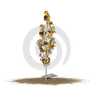 European Aspen tree in autumn on sand area isolated on white background