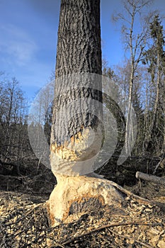 European aspen tree almost taken down