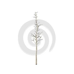 European Aspen tree in winter isolated on white background