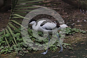 European Avocet Recurvirostra avosetta 2