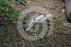 European Avocet Recurvirostra avosetta 6