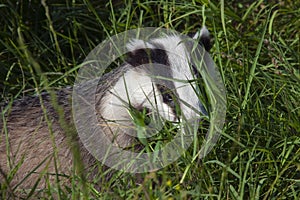 European badger