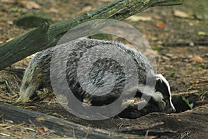 European badger