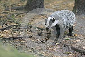 European badger