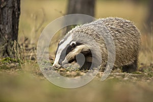 European Badger